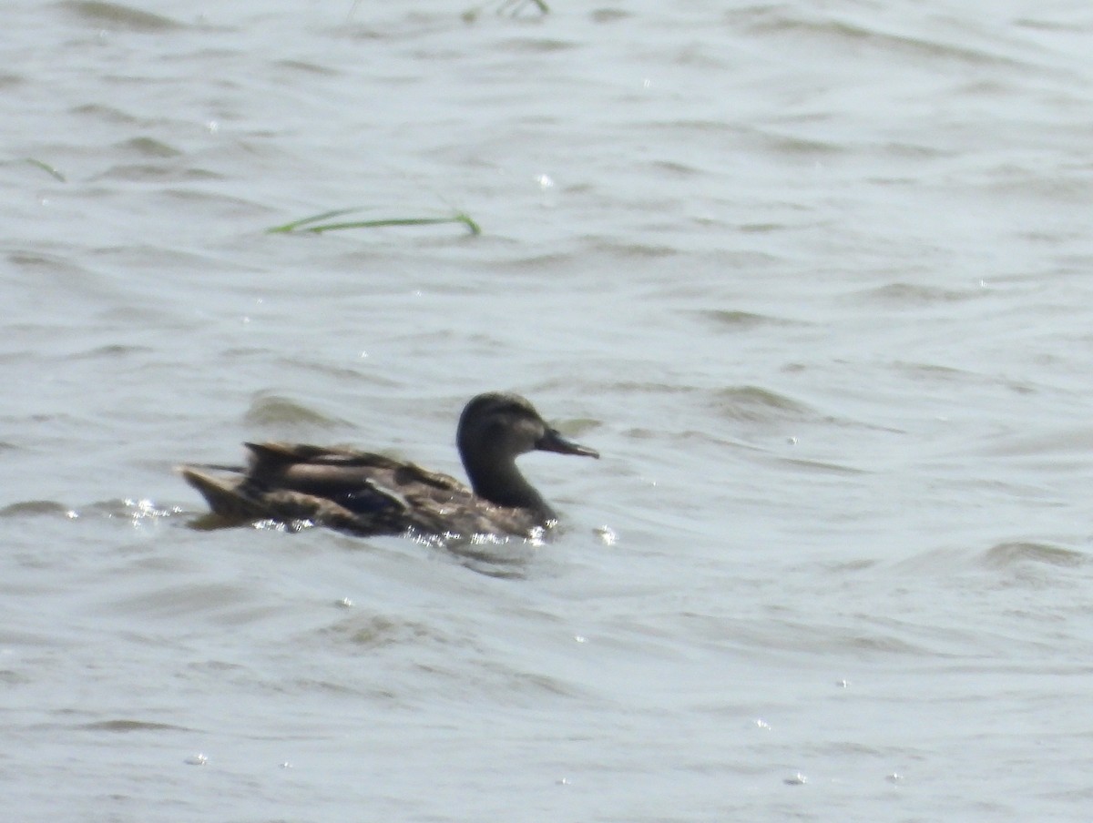 Gadwall - ML640044915