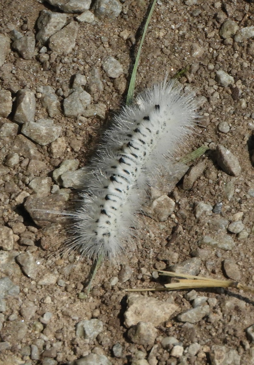 Hickory Tussock Moth - ML640044929