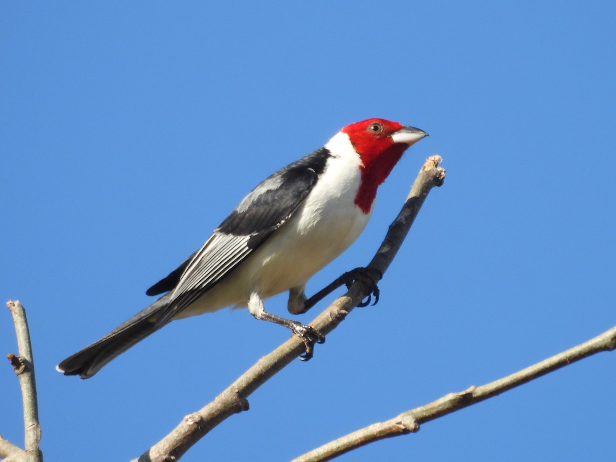 Red-cowled Cardinal - ML640044969