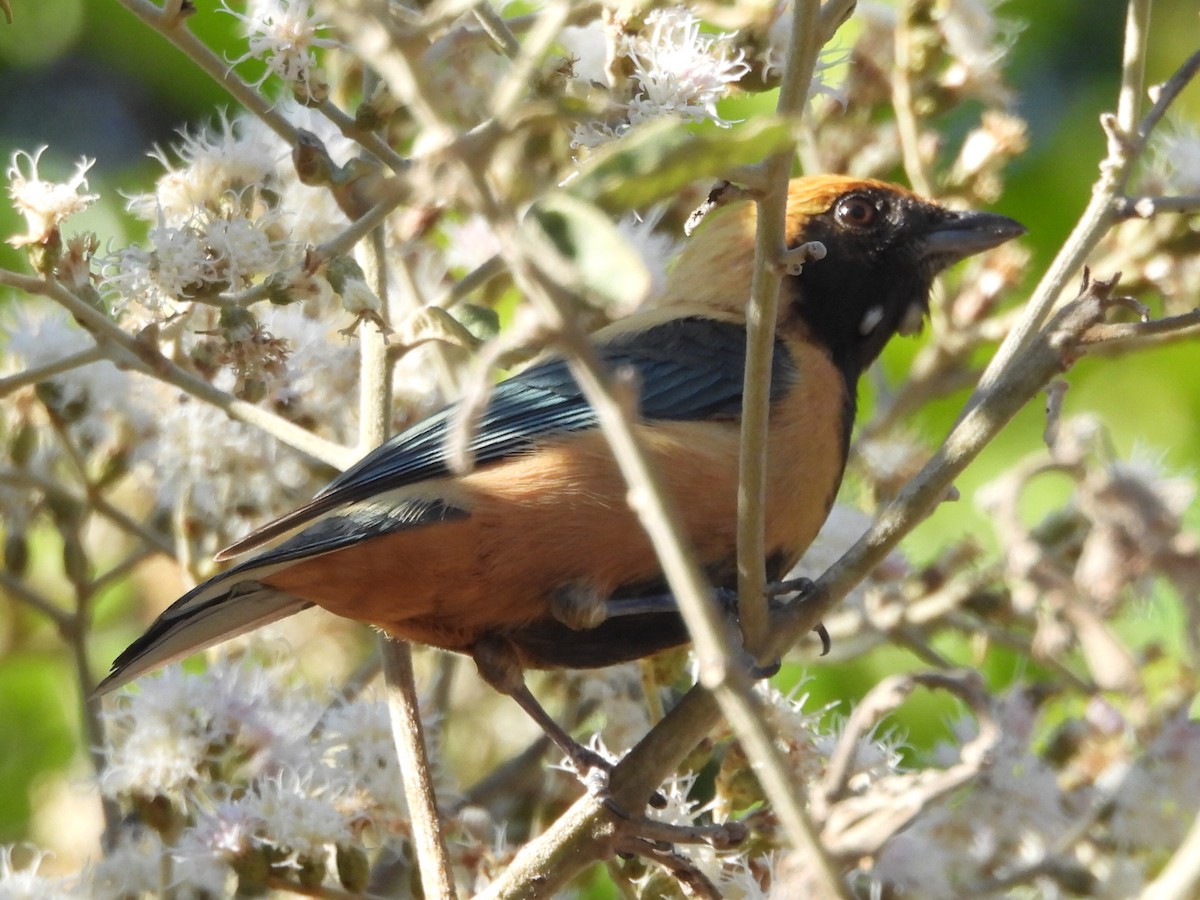 Burnished-buff Tanager - ML640044993