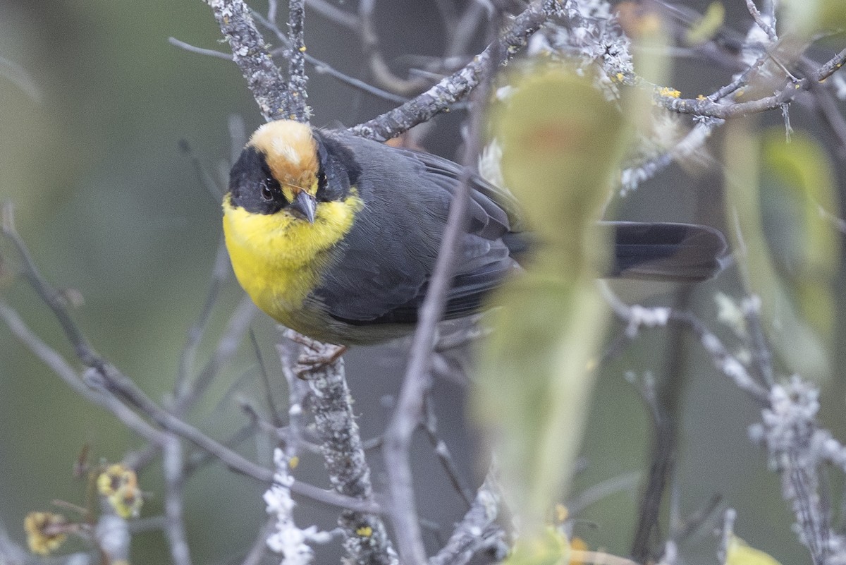 Yellow-breasted Brushfinch - ML640045020