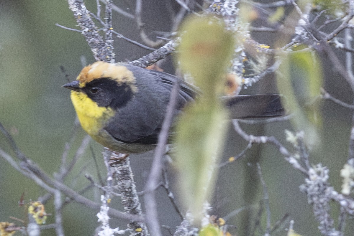 Yellow-breasted Brushfinch - ML640045021