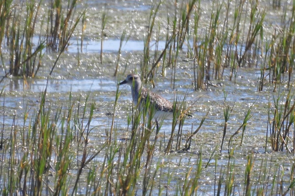 Black-bellied Plover - ML640045032
