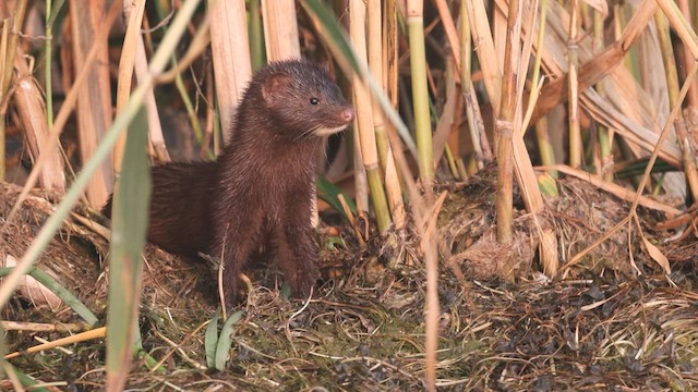 Visone americano - ML640045034