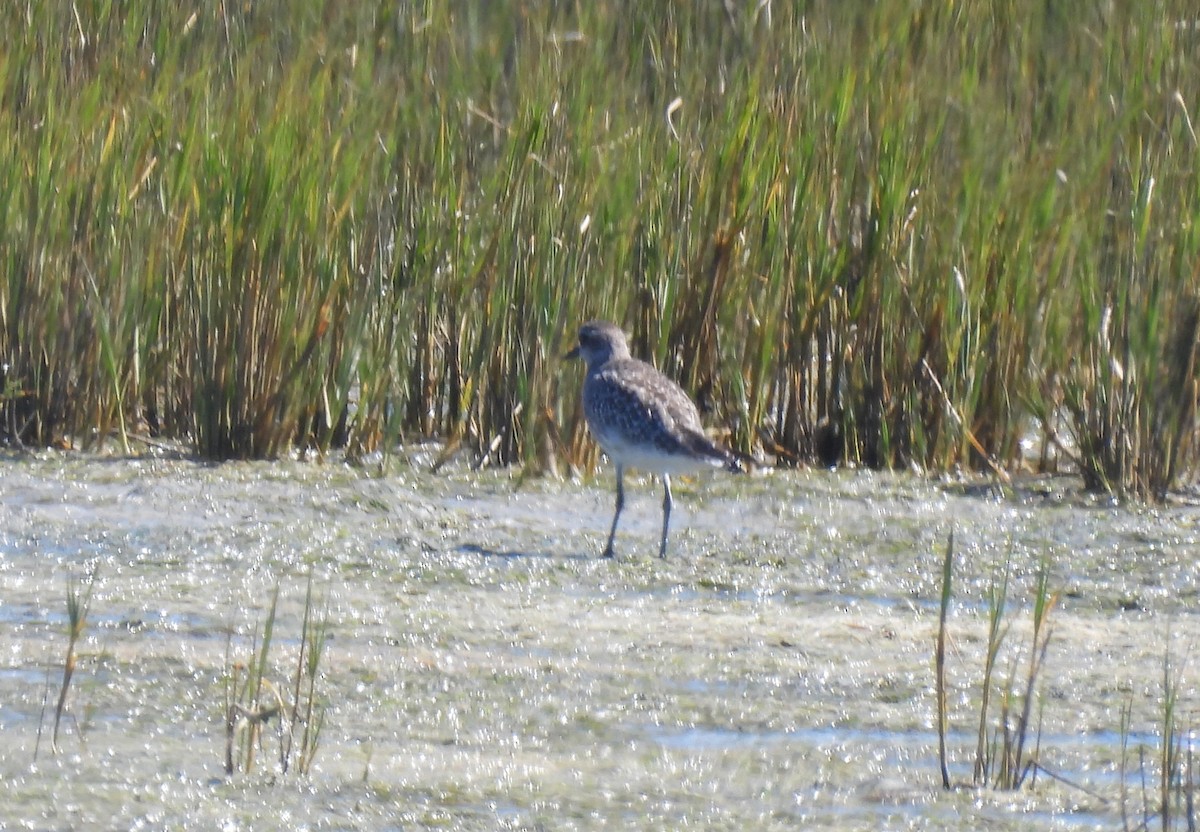 Black-bellied Plover - ML640045039