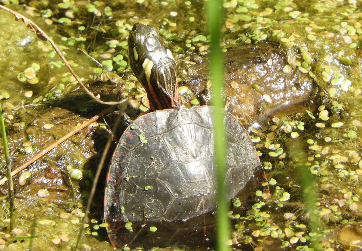 Eastern Painted Turtle - ML640045062