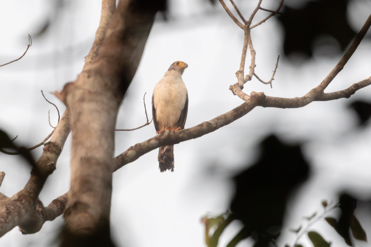 Slaty-backed Forest-Falcon - ML640045068