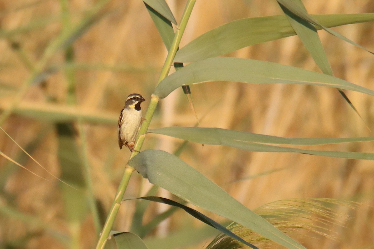 Dead Sea Sparrow - ML640045111