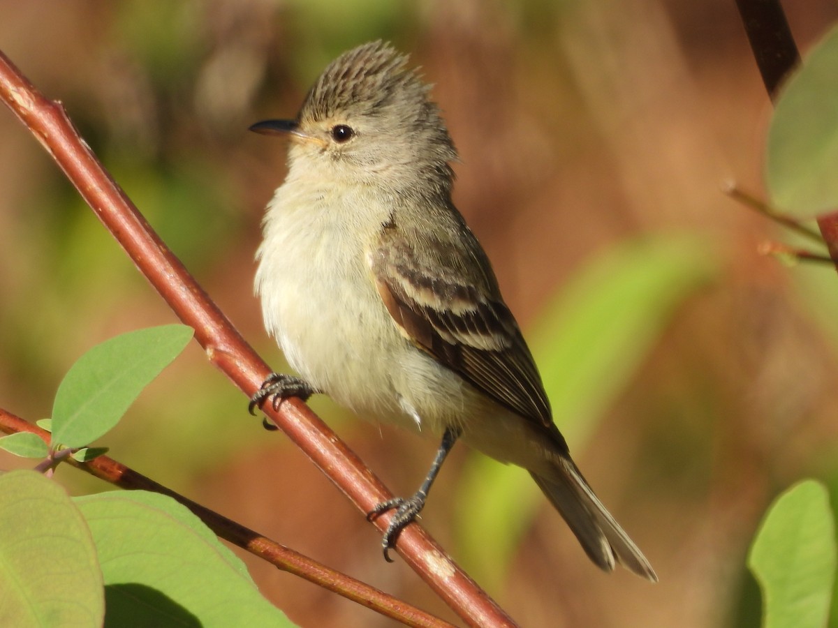 Guira Tanager - ML640045177