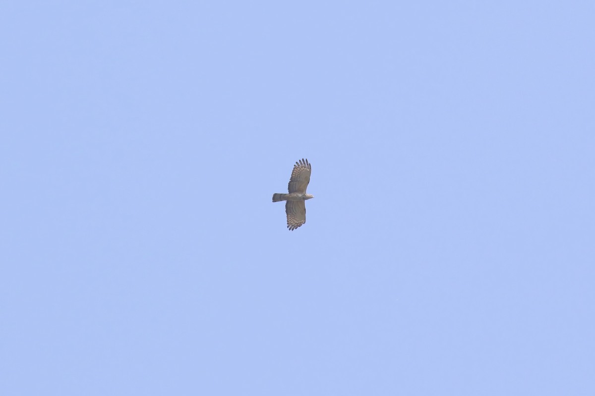 Falco pecchiaiolo orientale - ML640045178