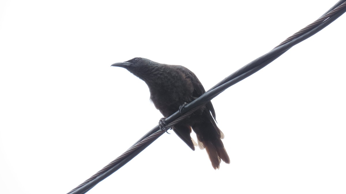 Samoan Starling - ML640045192