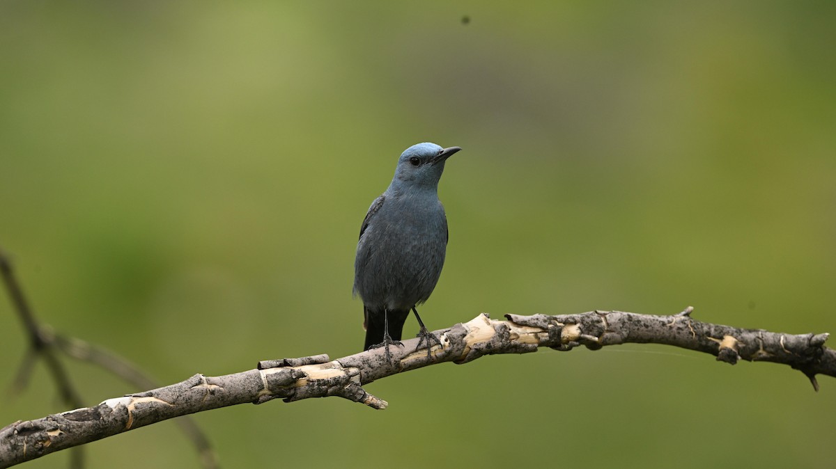 Blaumerle - ML640045197