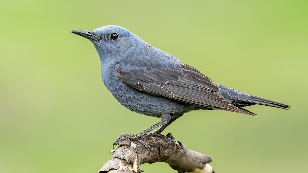 Blaumerle - ML640045198