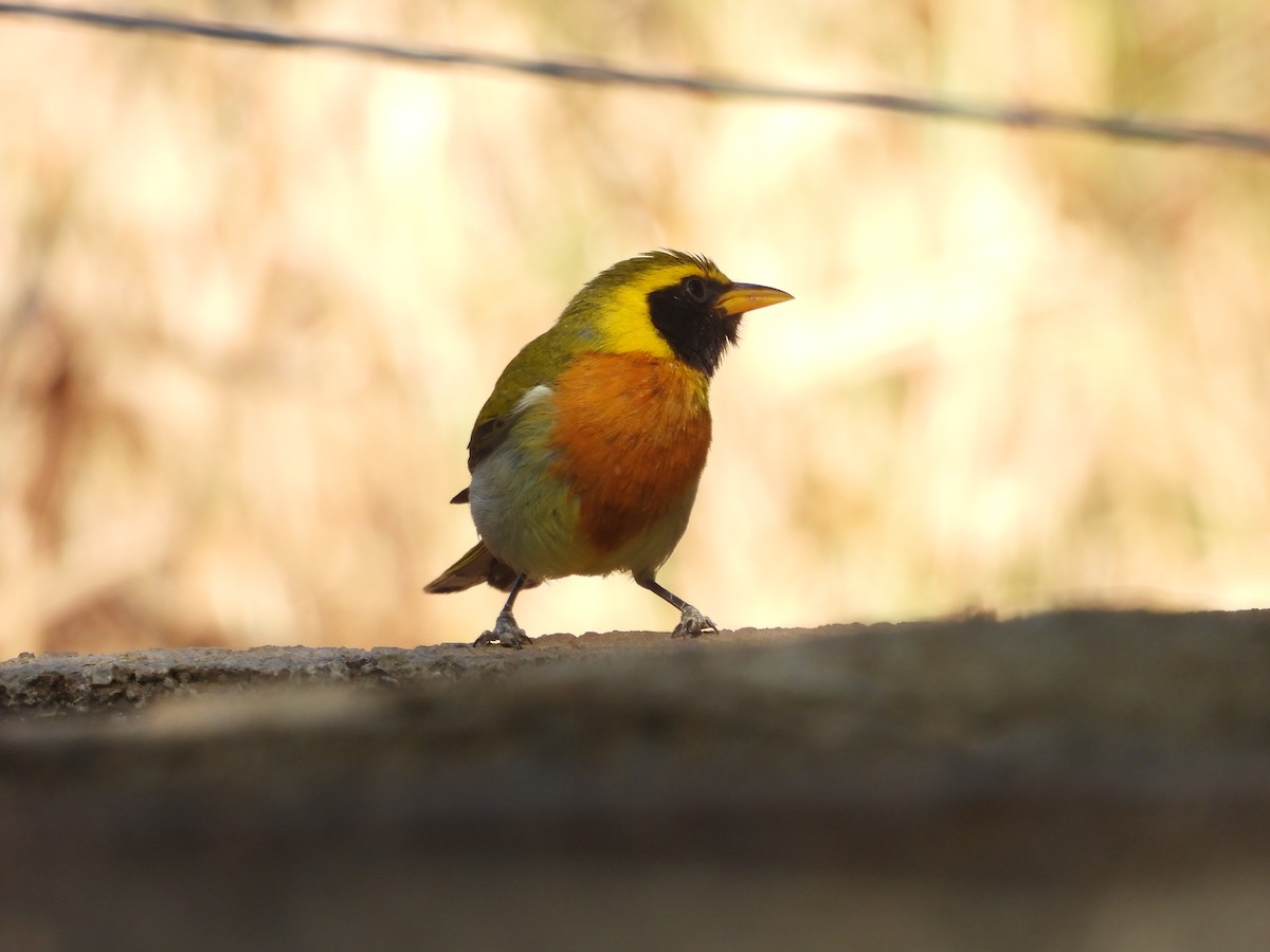 Guira Tanager - ML640045260