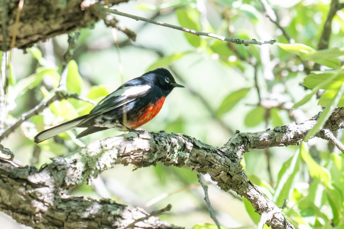 Painted Redstart - ML640045266