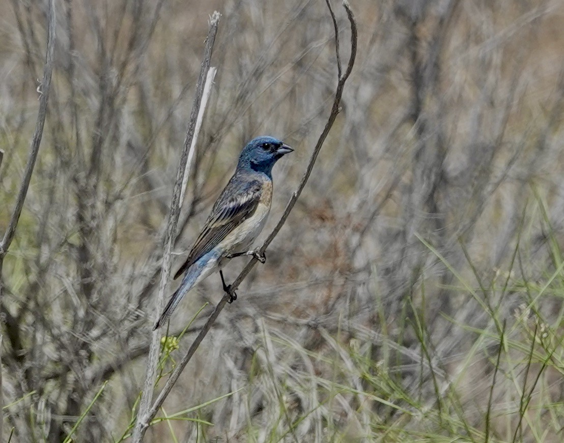 Lazuli Bunting - ML640045268