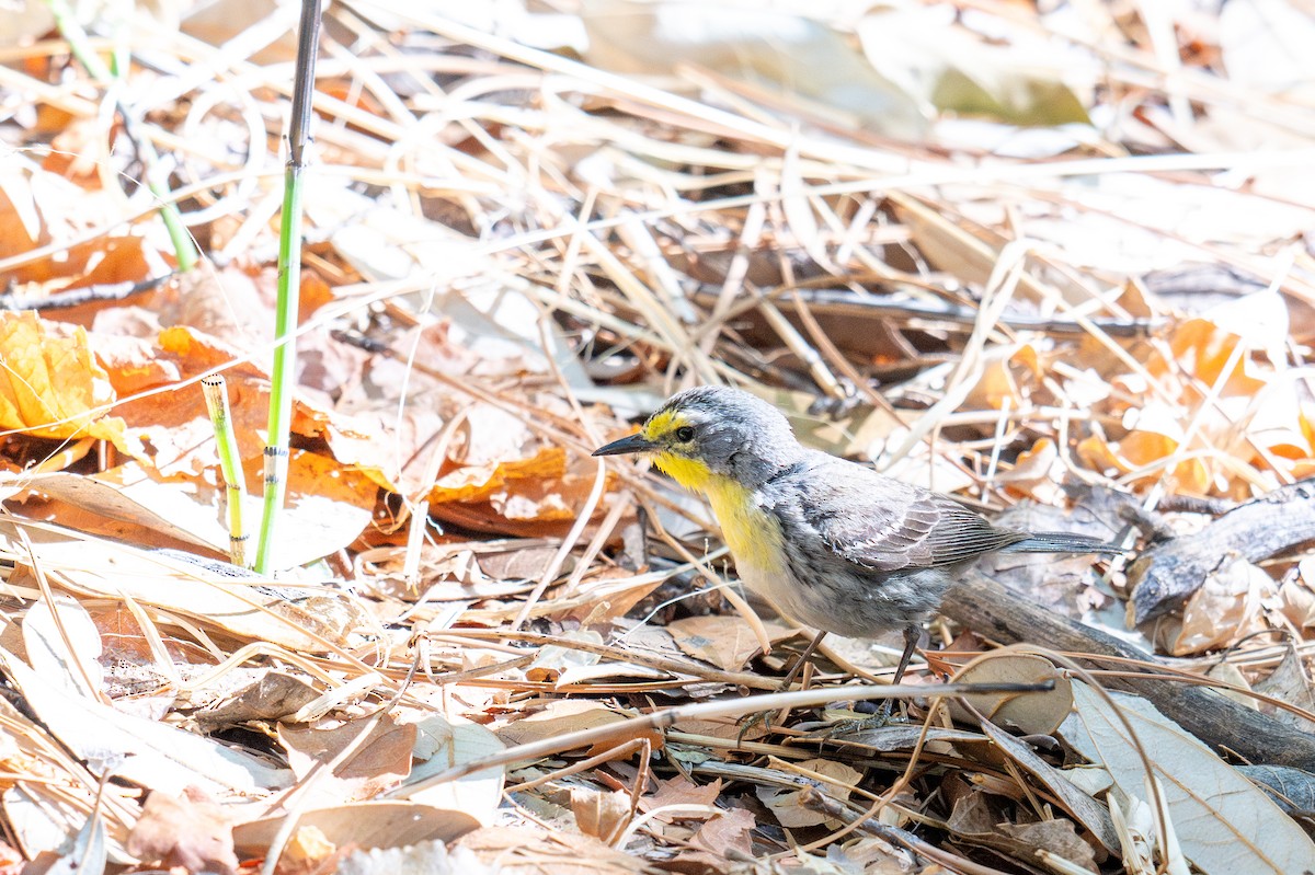 Grace's Warbler - ML640045274