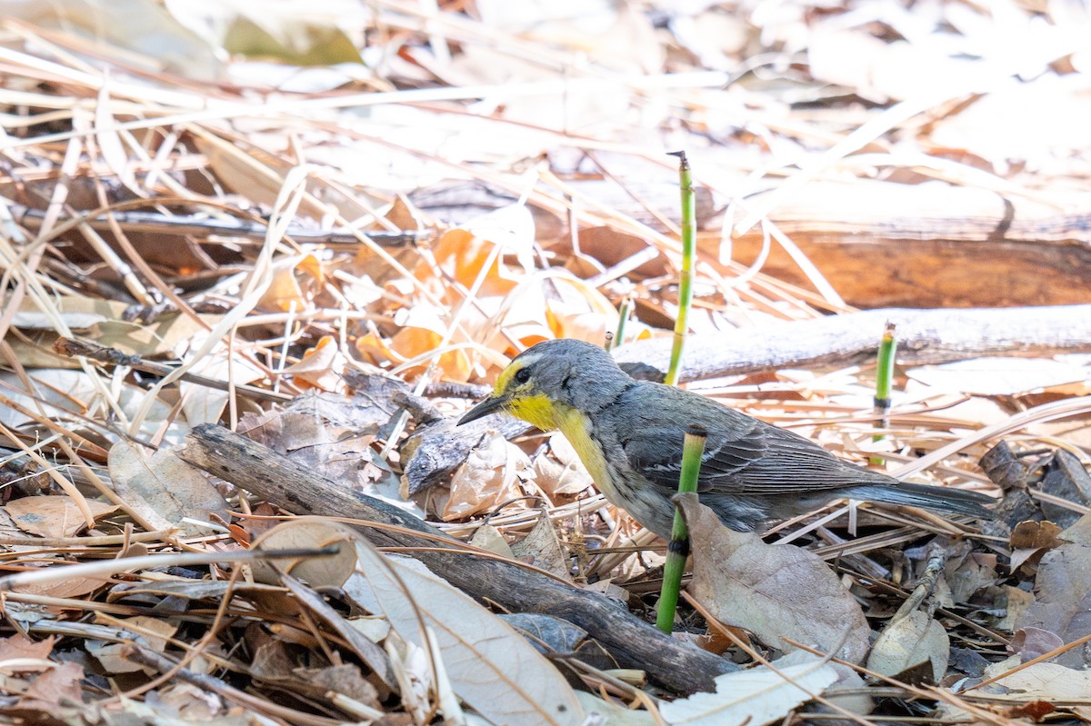 Grace's Warbler - ML640045275