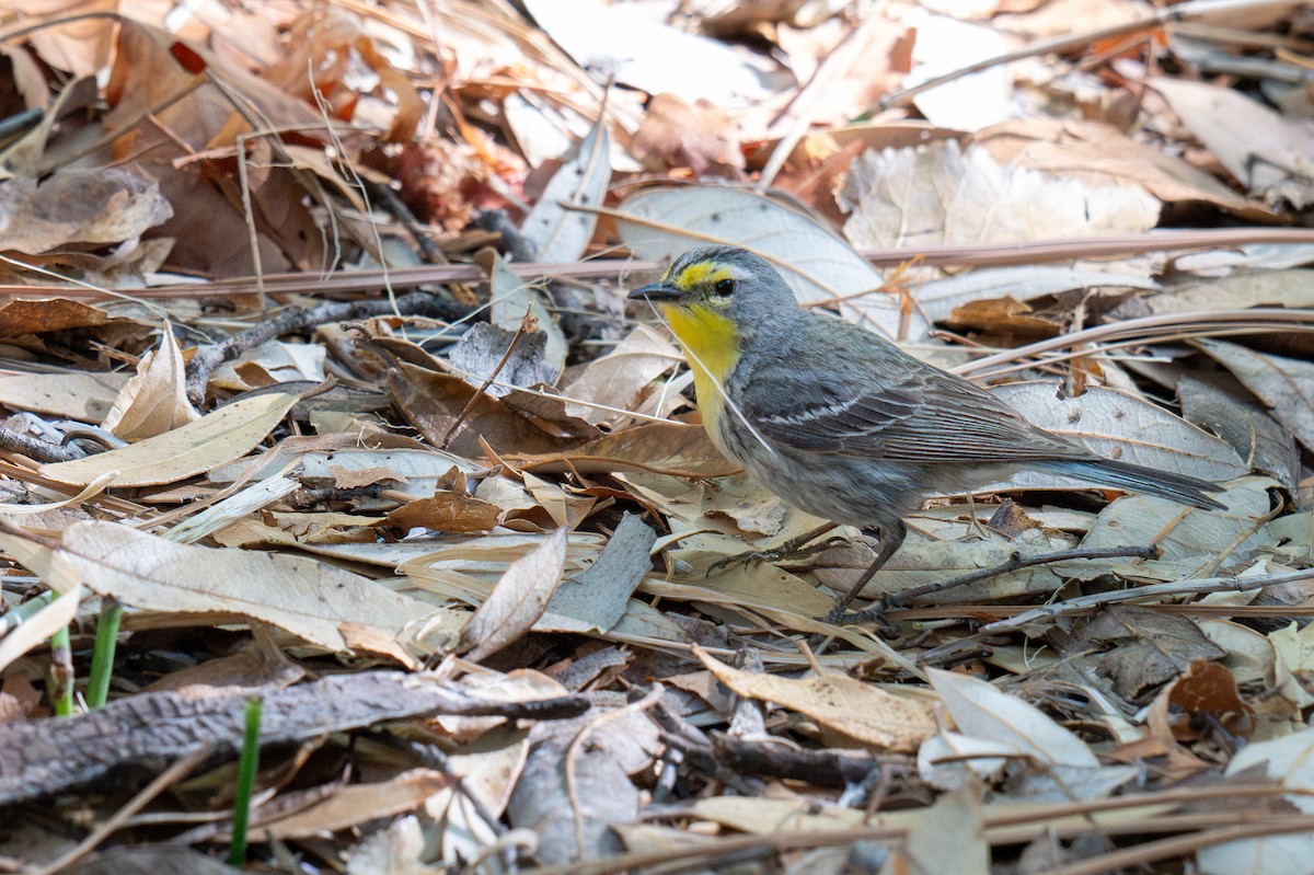 Grace's Warbler - ML640045276