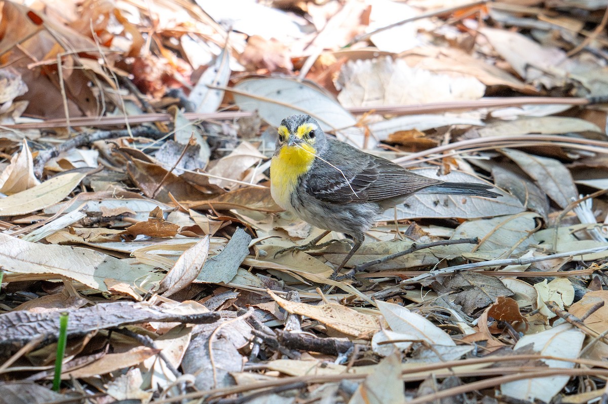 Grace's Warbler - ML640045277