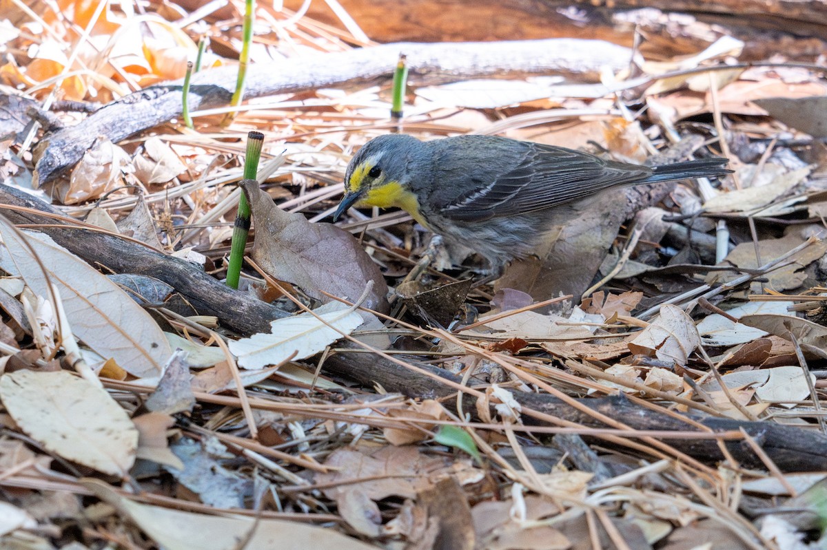 Grace's Warbler - ML640045278