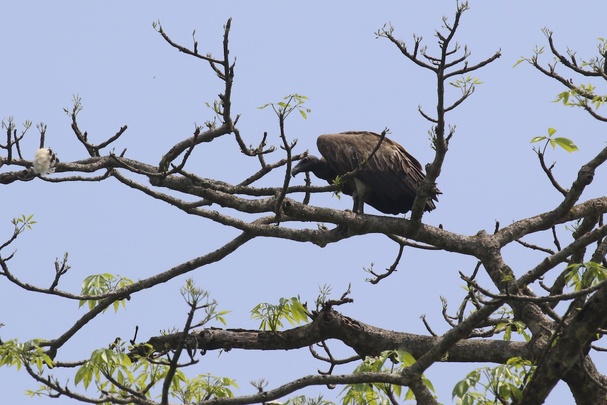Slender-billed Vulture - ML640045282