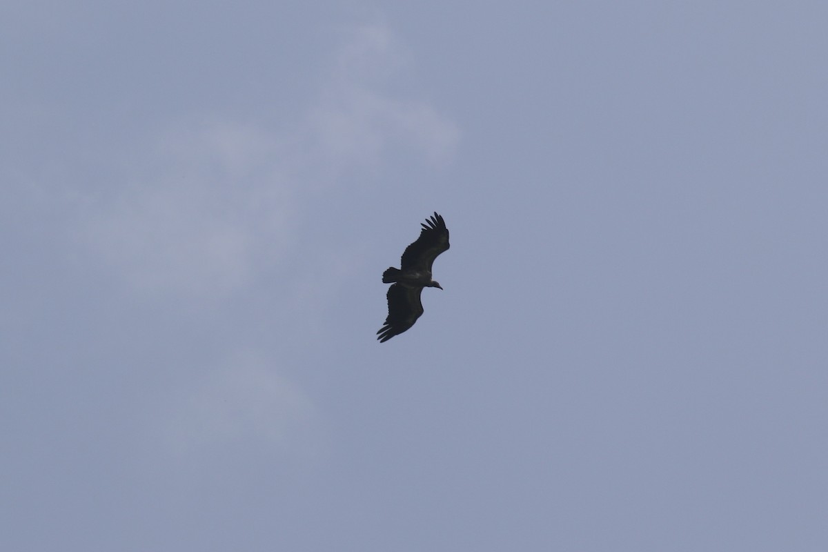 Slender-billed Vulture - ML640045286