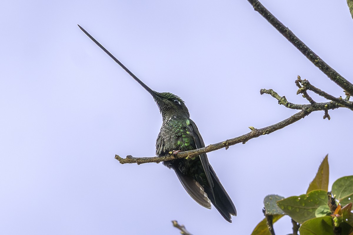 Colibri porte-épée - ML640045328