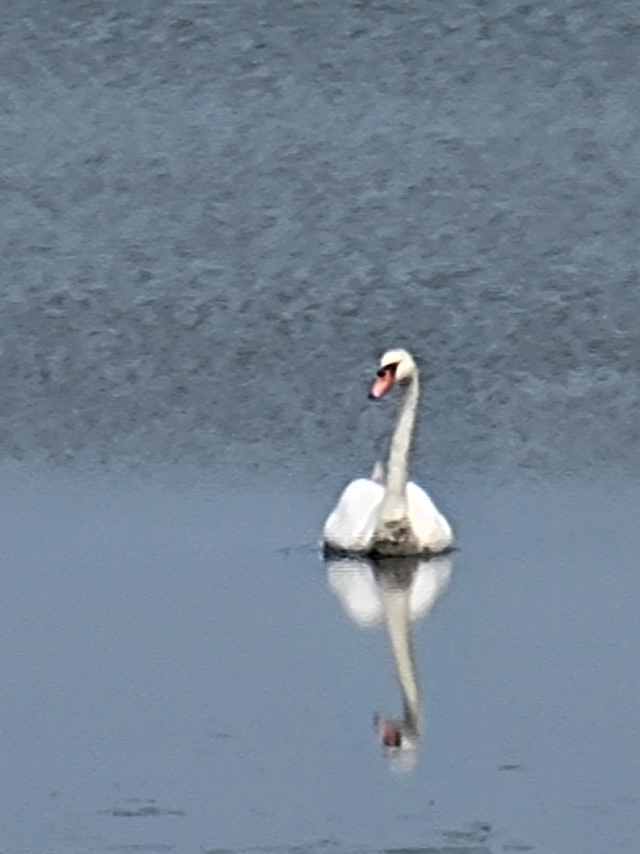 Höckerschwan - ML640045359