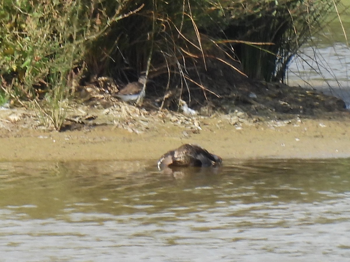 Canard colvert - ML640045368