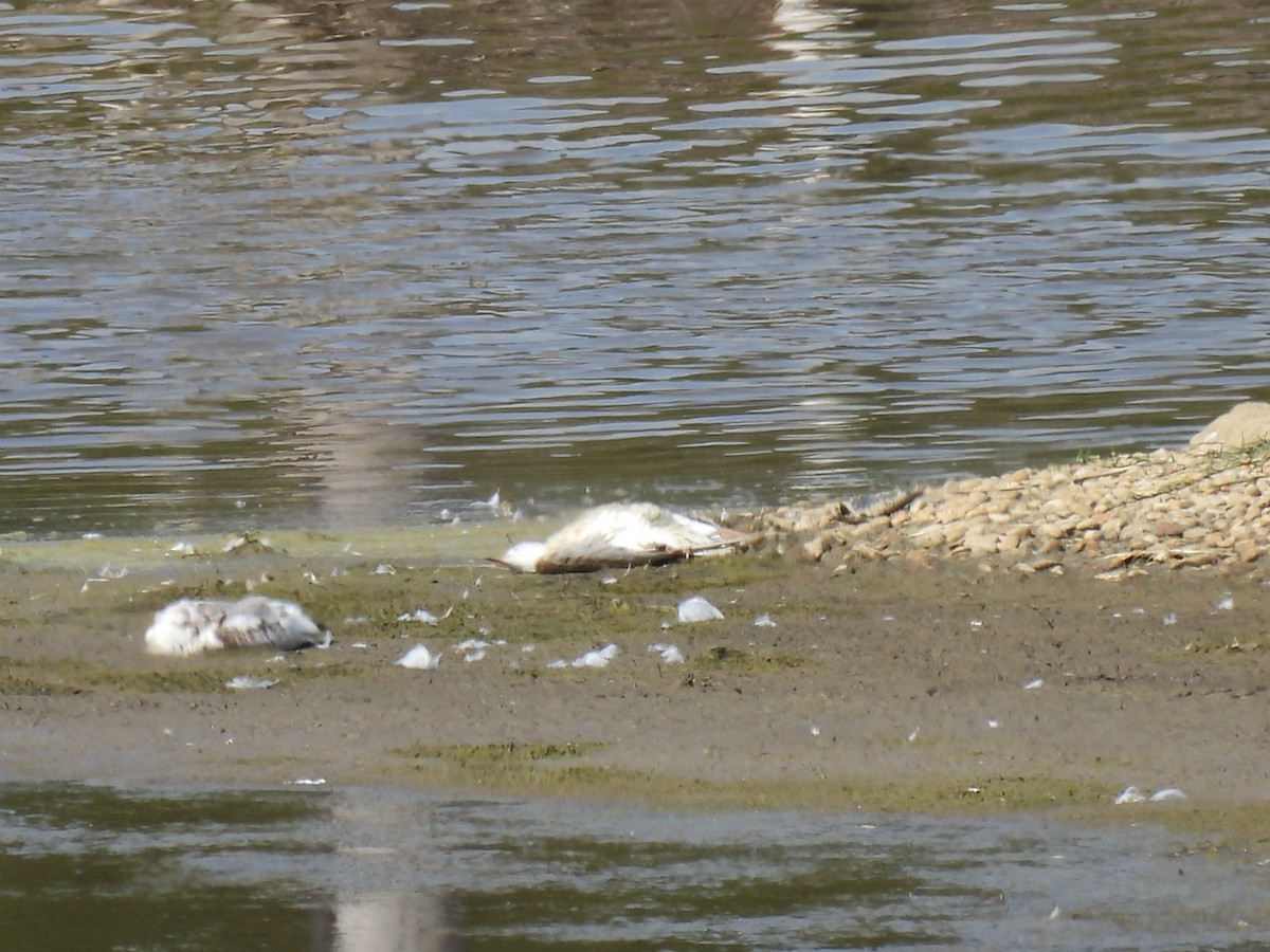 Mouette rieuse - ML640045387