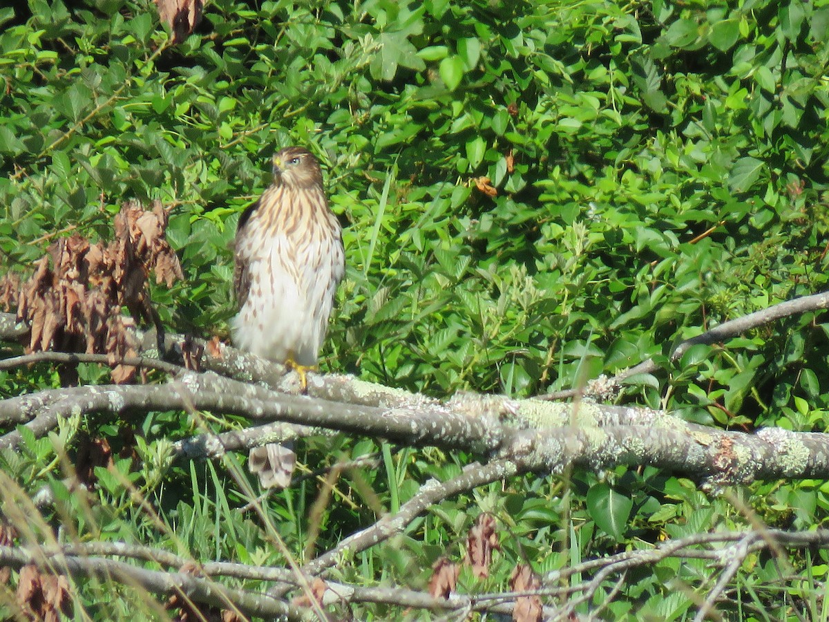 Cooper's Hawk - ML640045436