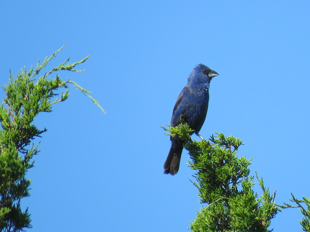 Blue Grosbeak - ML640045449