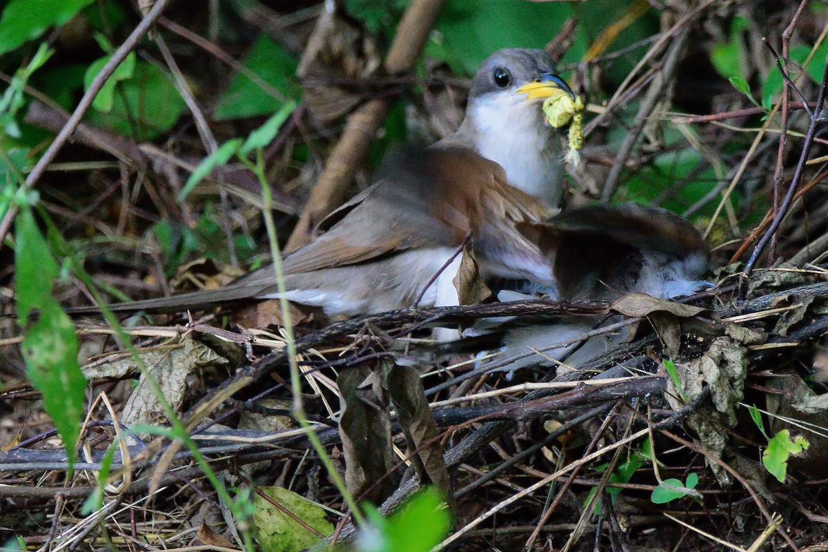 Yellow-billed Cuckoo - ML640045566