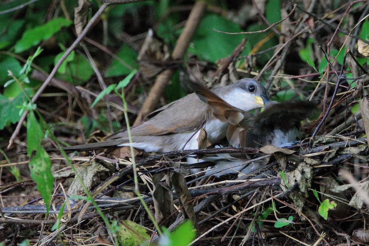 Yellow-billed Cuckoo - ML640045567