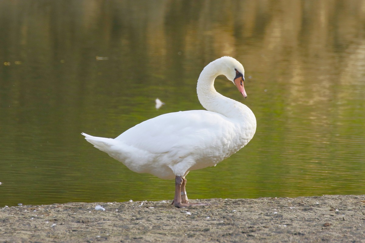 Höckerschwan - ML640045575