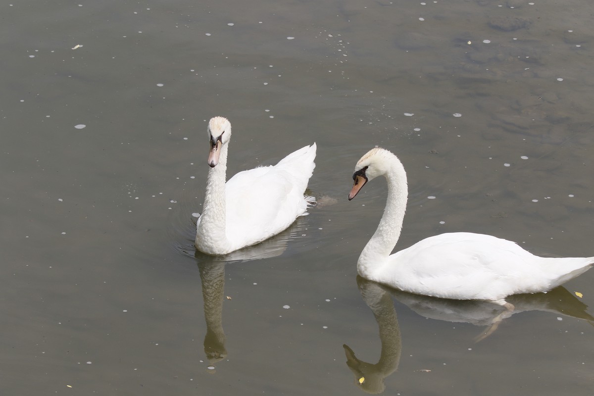 Höckerschwan - ML640045576