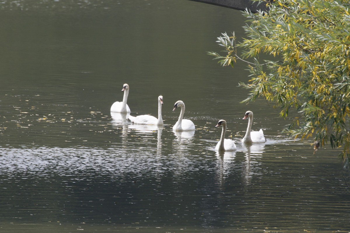 Höckerschwan - ML640045577