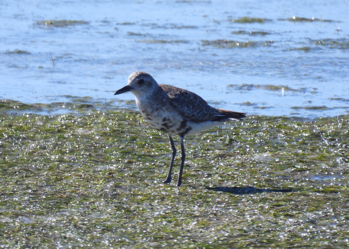 Black-bellied Plover - ML640045598