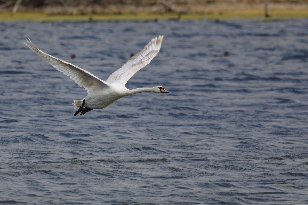 Höckerschwan - ML640045741