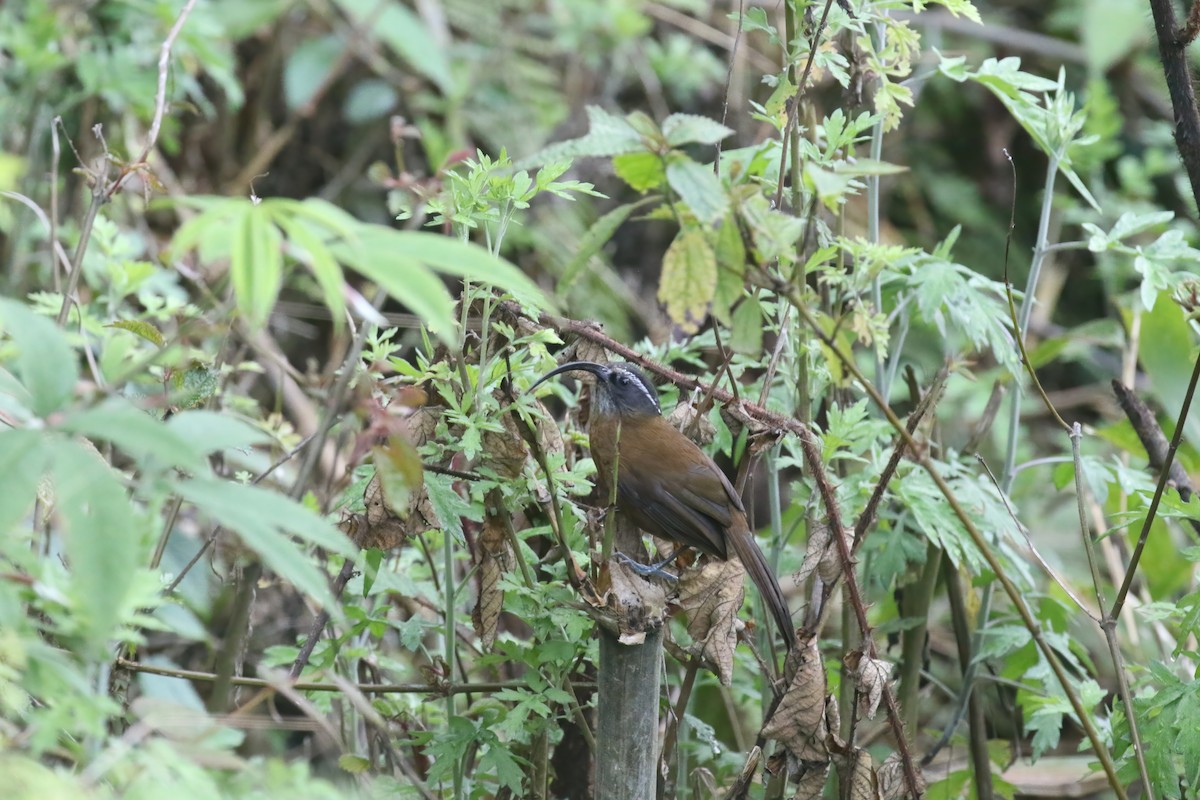 Slender-billed Scimitar-Babbler - ML640045757