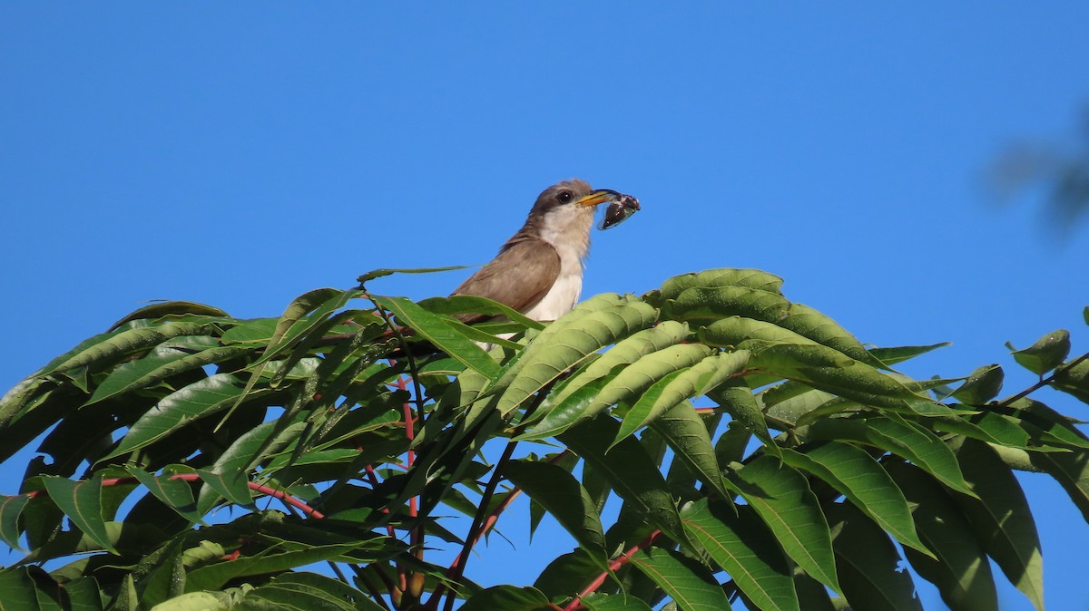 Cuculo americano - ML640045775