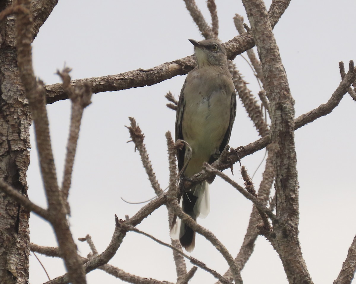 Northern Mockingbird - ML640045795