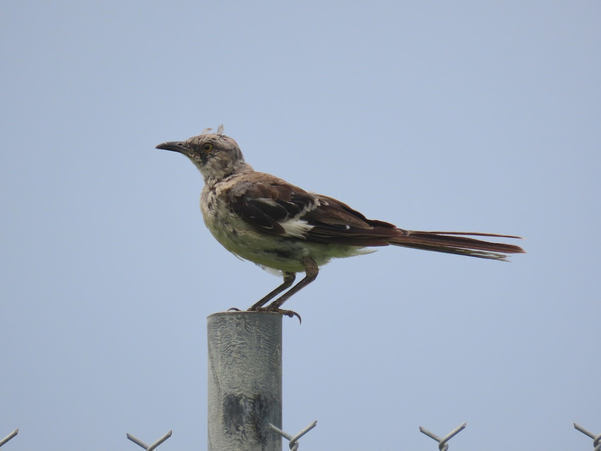 Northern Mockingbird - ML640045817