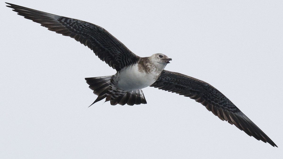 Long-tailed Jaeger - ML640045861