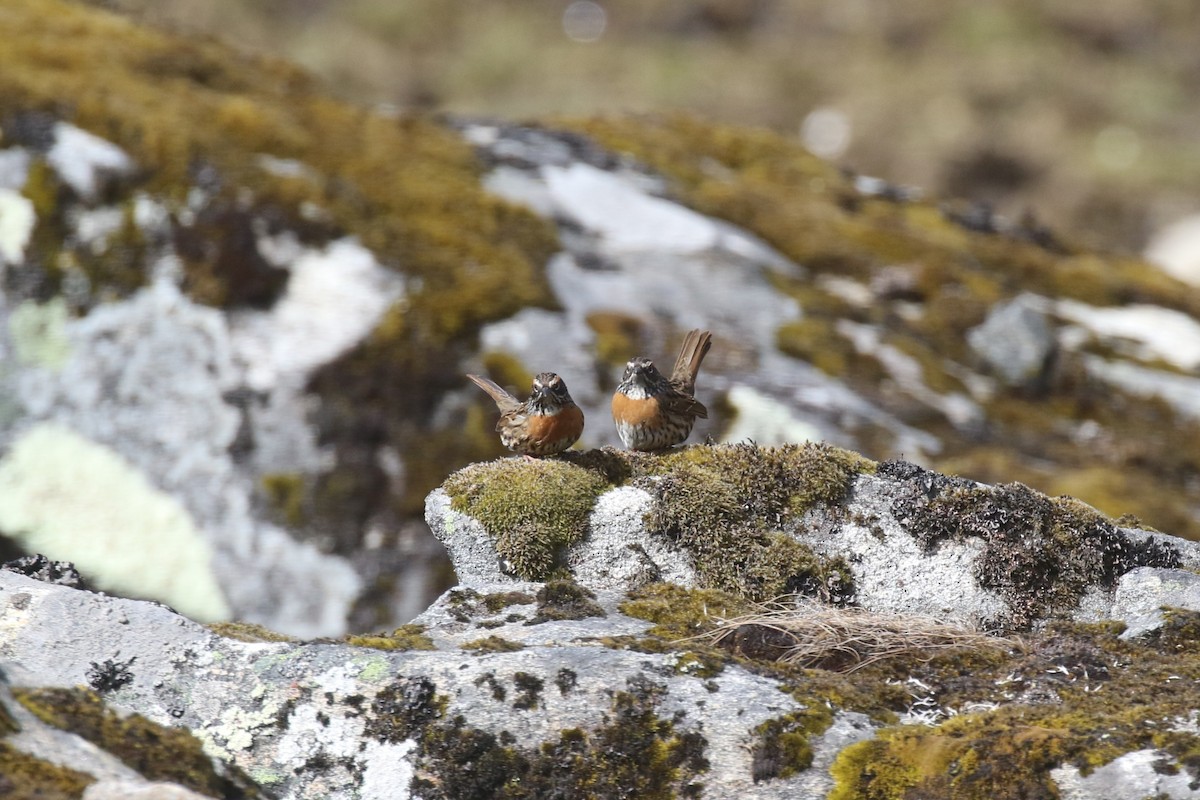 Rufous-breasted Accentor - ML640045894