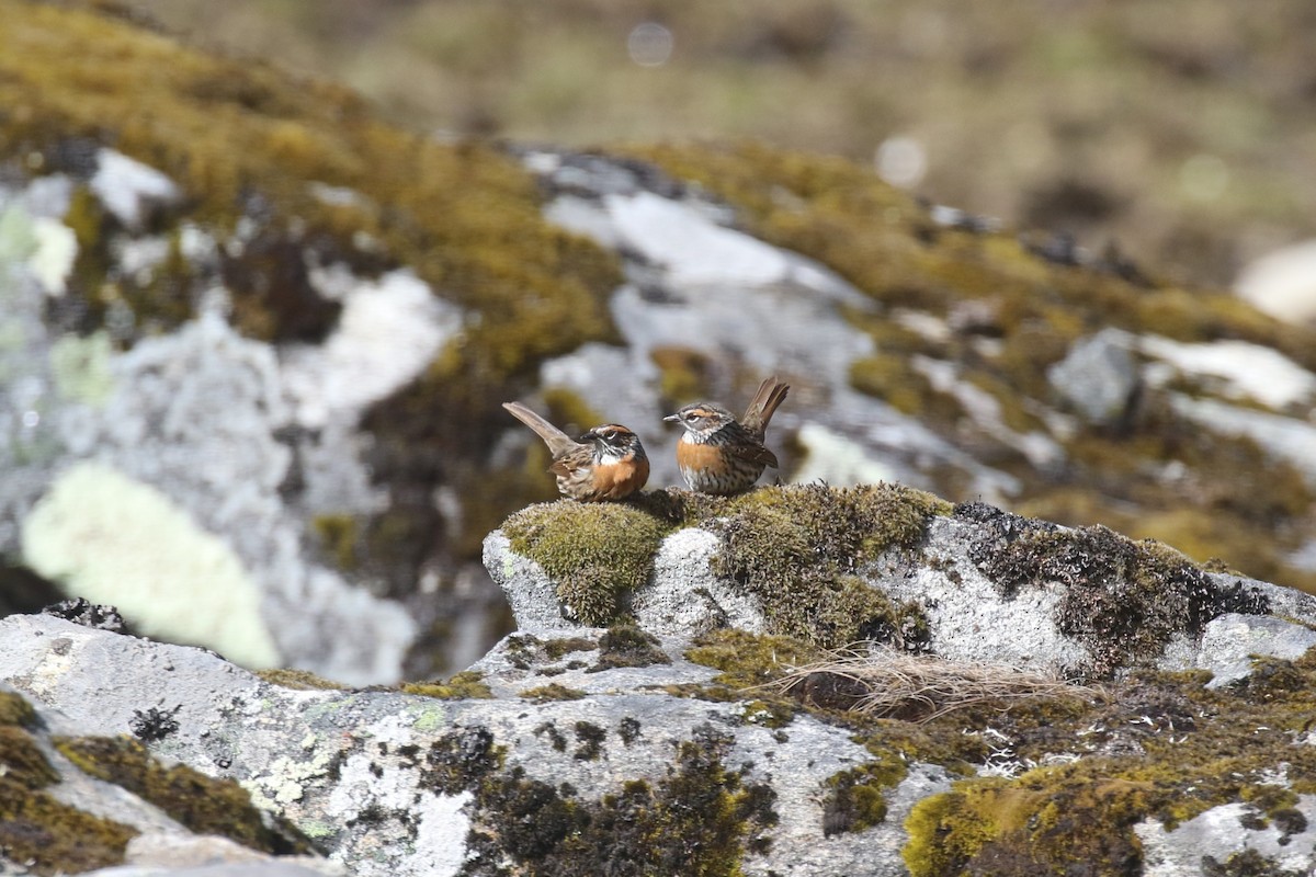 Rufous-breasted Accentor - ML640045899