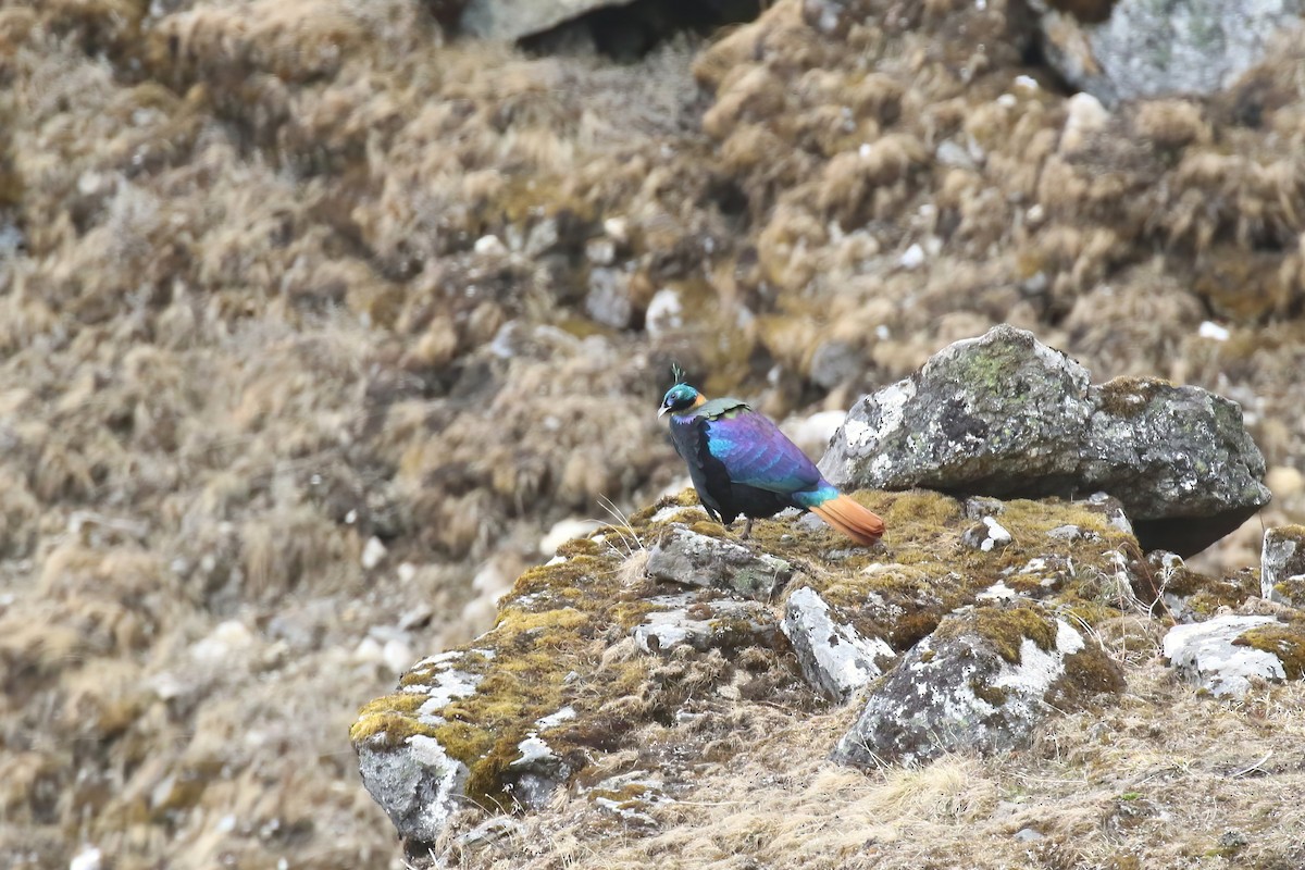 Himalayan Monal - ML640045928