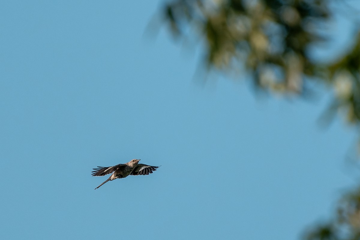 Northern Mockingbird - ML640045951