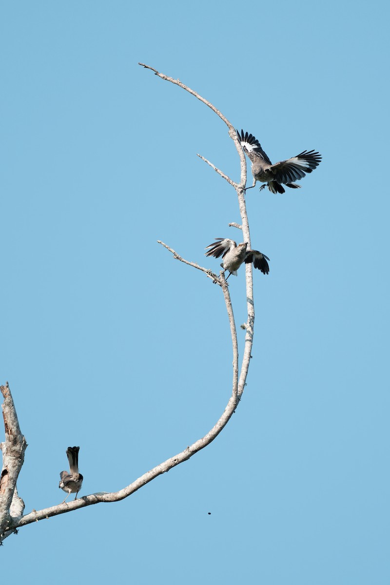 Northern Mockingbird - ML640045952